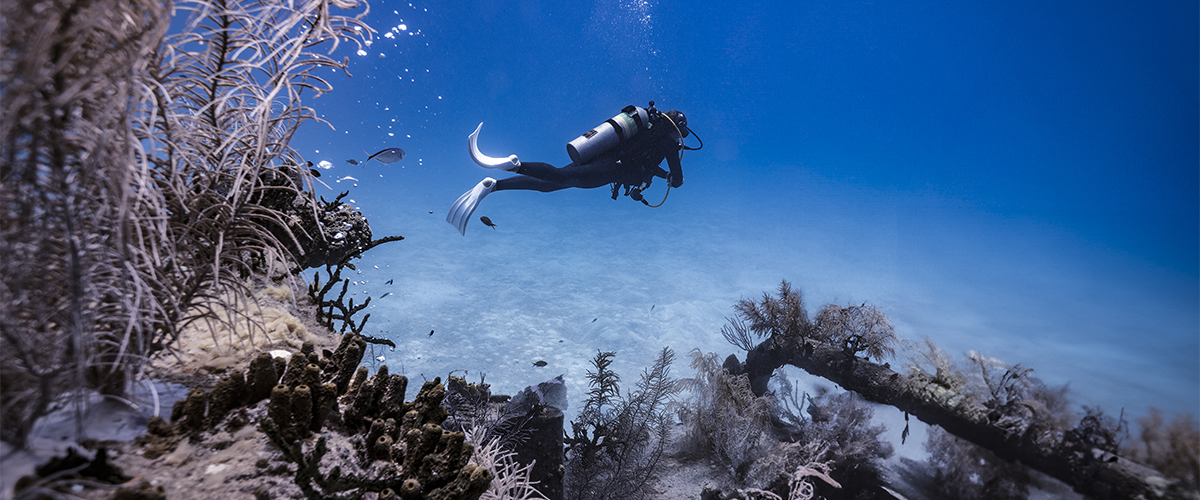 Scubadykningsblogg - Diving 2000